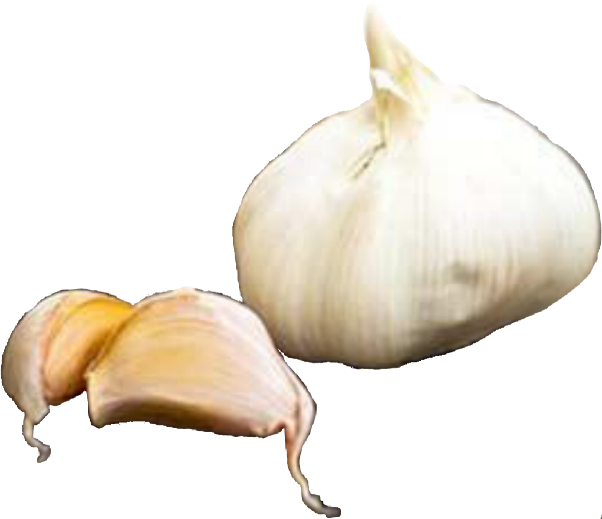 Garlic Valuable in Improving your Cholesterol Profile